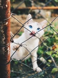 Close-up portrait of a cat behind fence
