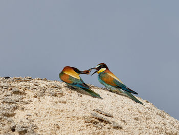 Low angle view of birds perching on rock against sky