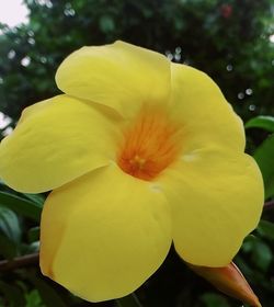 Close-up of yellow hibiscus blooming outdoors