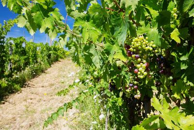 View of grapes growing in vineyard