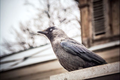 Close-up of raven perching on railing against house