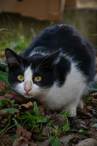 Close-up portrait of a cat