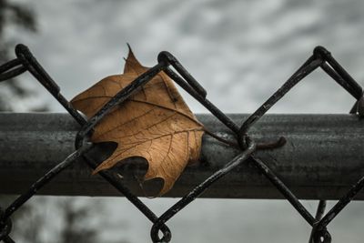 Close-up of metal against sky