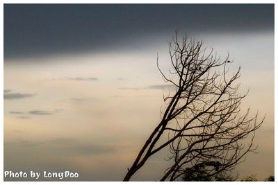 Bare tree against sky