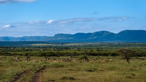 Scenic view of landscape against sky