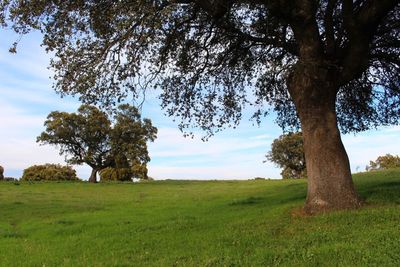 Trees on landscape against sky