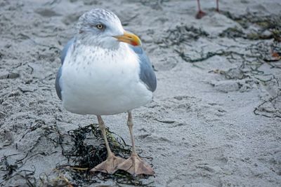 bird
