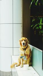 Portrait of dog sitting against wall