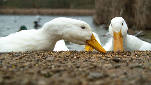 Close-up of seagull