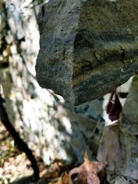 Close-up of tree