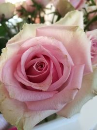 Close-up of pink rose flower