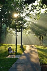 Sunlight streaming through trees in park