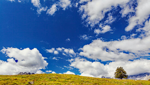 Low angle view of trees on landscape against blue sky