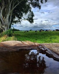 Scenic view of river by field against sky