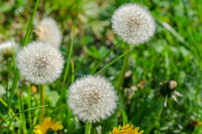 Close-up of dandelion on field