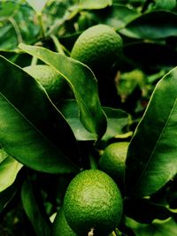 Close-up of avocados growing on tree