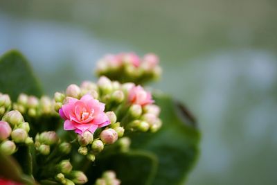 Close-up of pink flowers