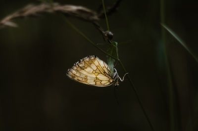 Close-up of butterfly