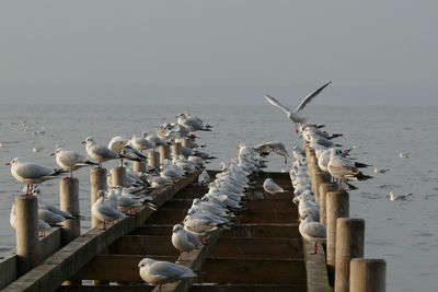 Birds on beach against clear sky