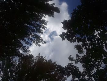 Low angle view of trees against cloudy sky