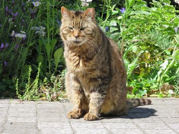 Cat on footpath against plants