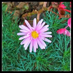 Close-up of pink flowers blooming outdoors