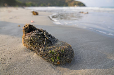 Close-up of driftwood on sand at beach