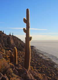 Cactus growing on land against clear blue sky
