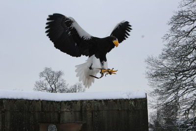 Low angle view of birds flying in sky