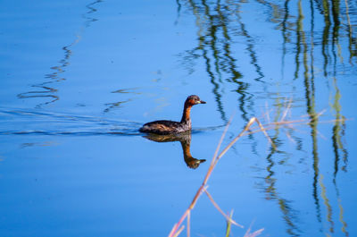 Birds swimming in lake
