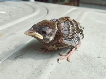 A quick still shot of a young bird in the house 