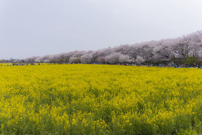 Scenic view of oilseed rape field against sky