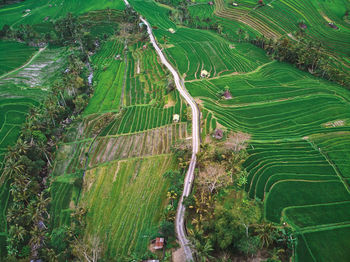 High angle view of agricultural field