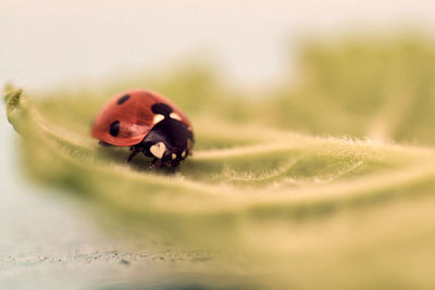 Close-up of ladybug on leaf