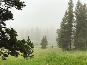 Pine trees on field against sky