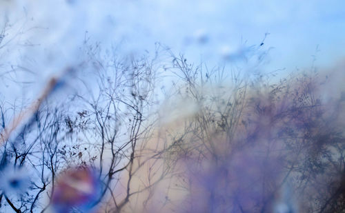 Bare trees against sky