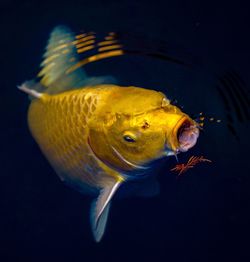 Close-up of fish swimming in lake 