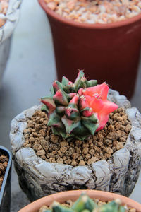 High angle view of potted plant on table at market