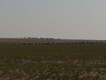 View of birds on field against clear sky