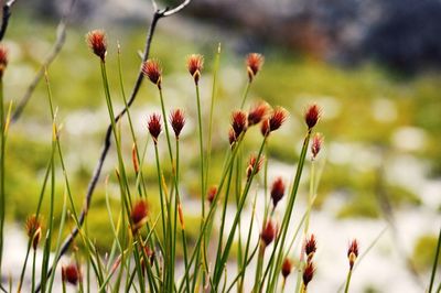 Close-up of flowers against blurred background