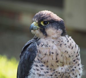 Close-up hawk