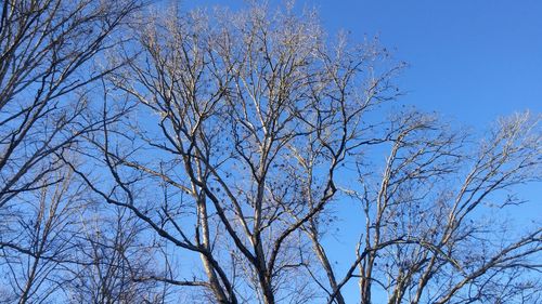 Low angle view of bare trees against blue sky