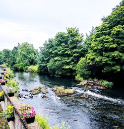 Scenic view of river in forest against sky