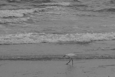 View of a bird in water