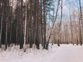 Bare trees on snow covered land