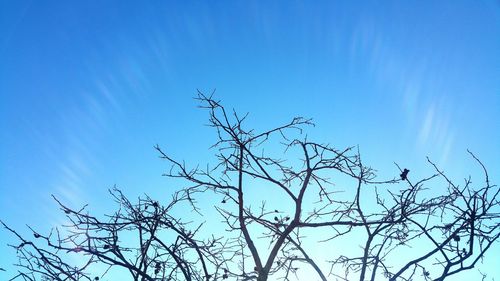 Low angle view of bare tree against blue sky