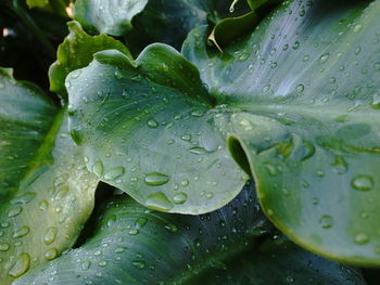 Close-up of raindrops on leaves