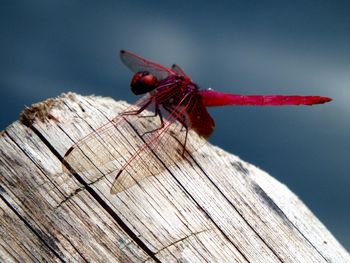 Close-up of red dragonfly on wood