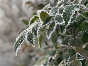 frost