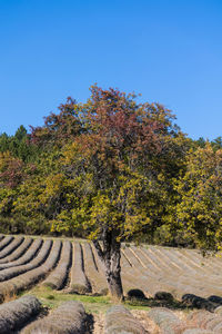 Trees on field against clear blue sky